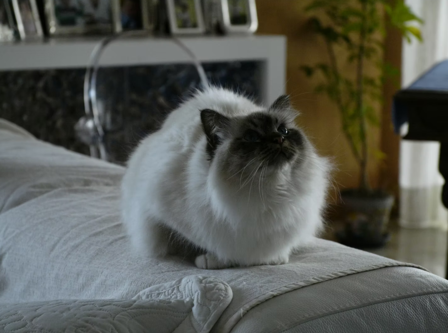 Gatto Sacro di Birmania sul divano nell'allevamento familiare La Magia degli Occhi Blu